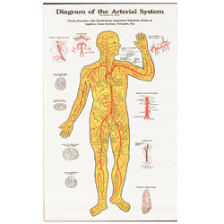 Arterial Chart