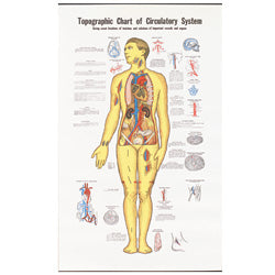 Circulatory Chart