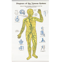 Venous Chart